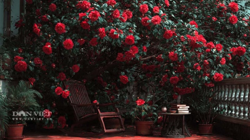 3-cay-canh-bao-ho-ngoi-nha-nguoi-giau-nang-niu-nhat,-song-lau-tram-tuoi,-chieu-may,-ruoc-loc-ca-doi