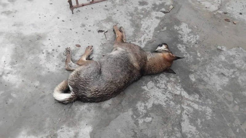 cho-dien”-can-nhieu-nguoi-o-nghe-an-duong-tinh-voi-virus-dai
