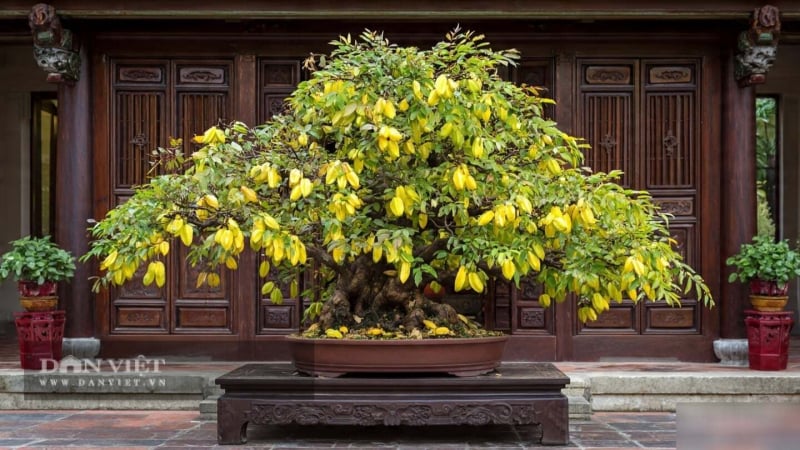 3-cay-canh-dan-da,-len-doi-thanh-bonsai-vo-gia,-dat-trong-nha,-cua-cai-sinh-soi,-phuc-loc-doi-dao